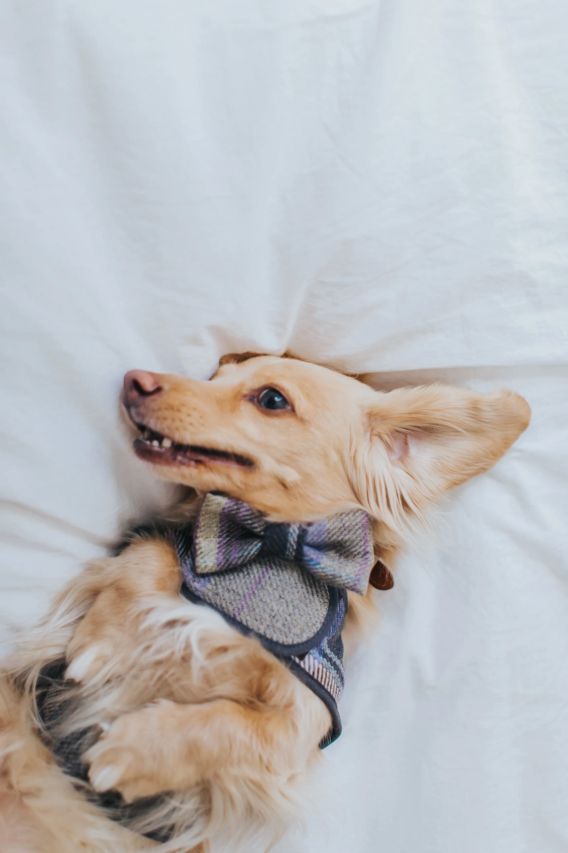 The Cambridge Dog Bow Tie