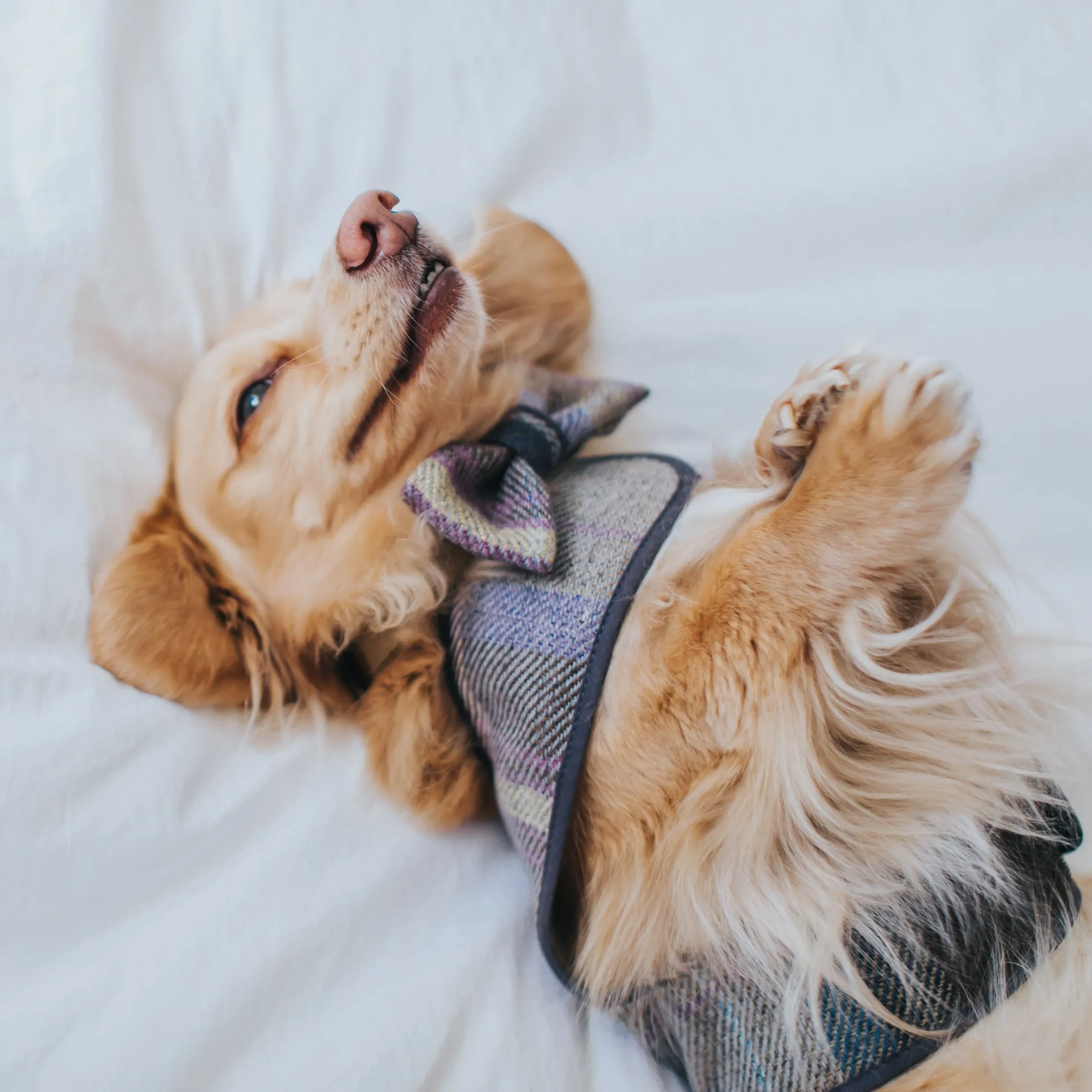 The Cambridge Dog Bow Tie
