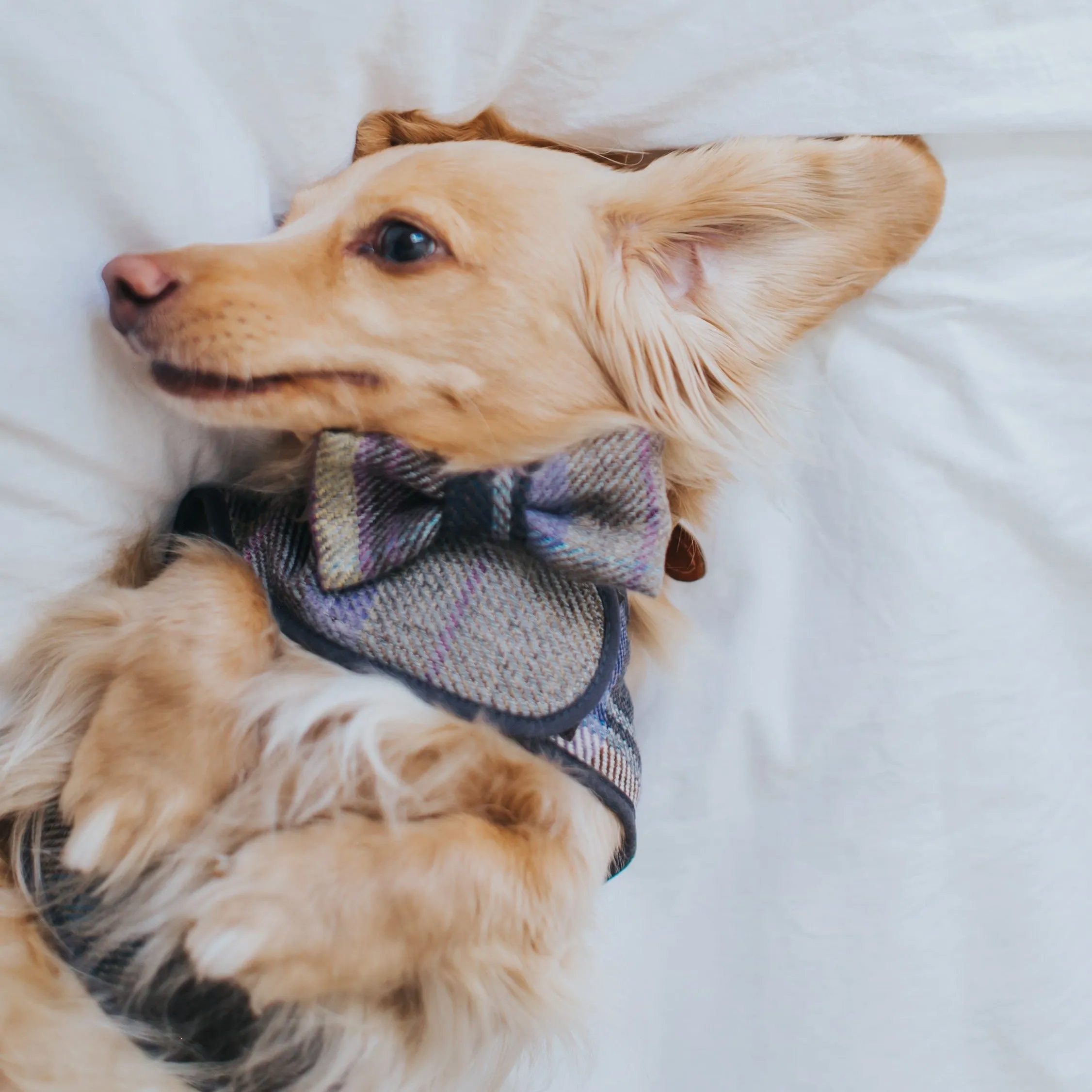 The Cambridge Dog Bow Tie